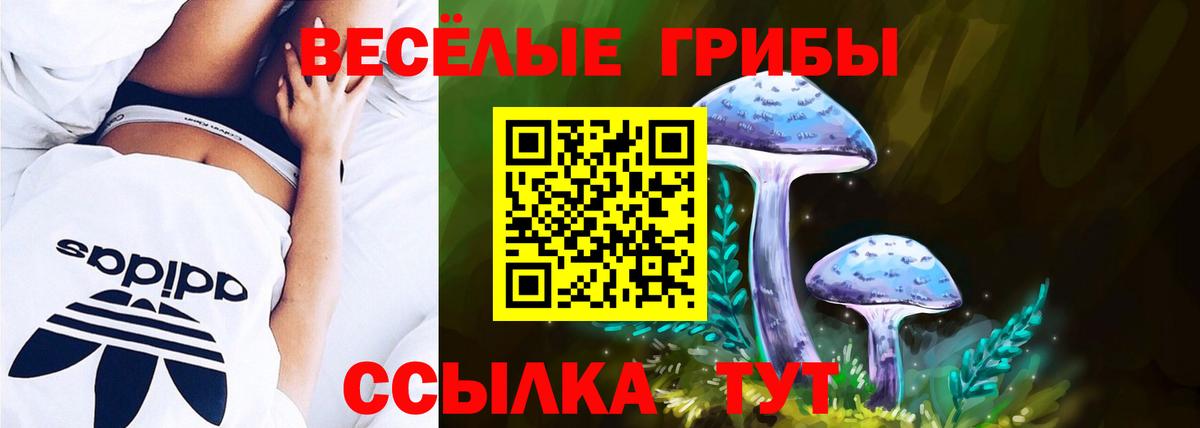 Галлюциногенные грибы Psilocybe Кубинка